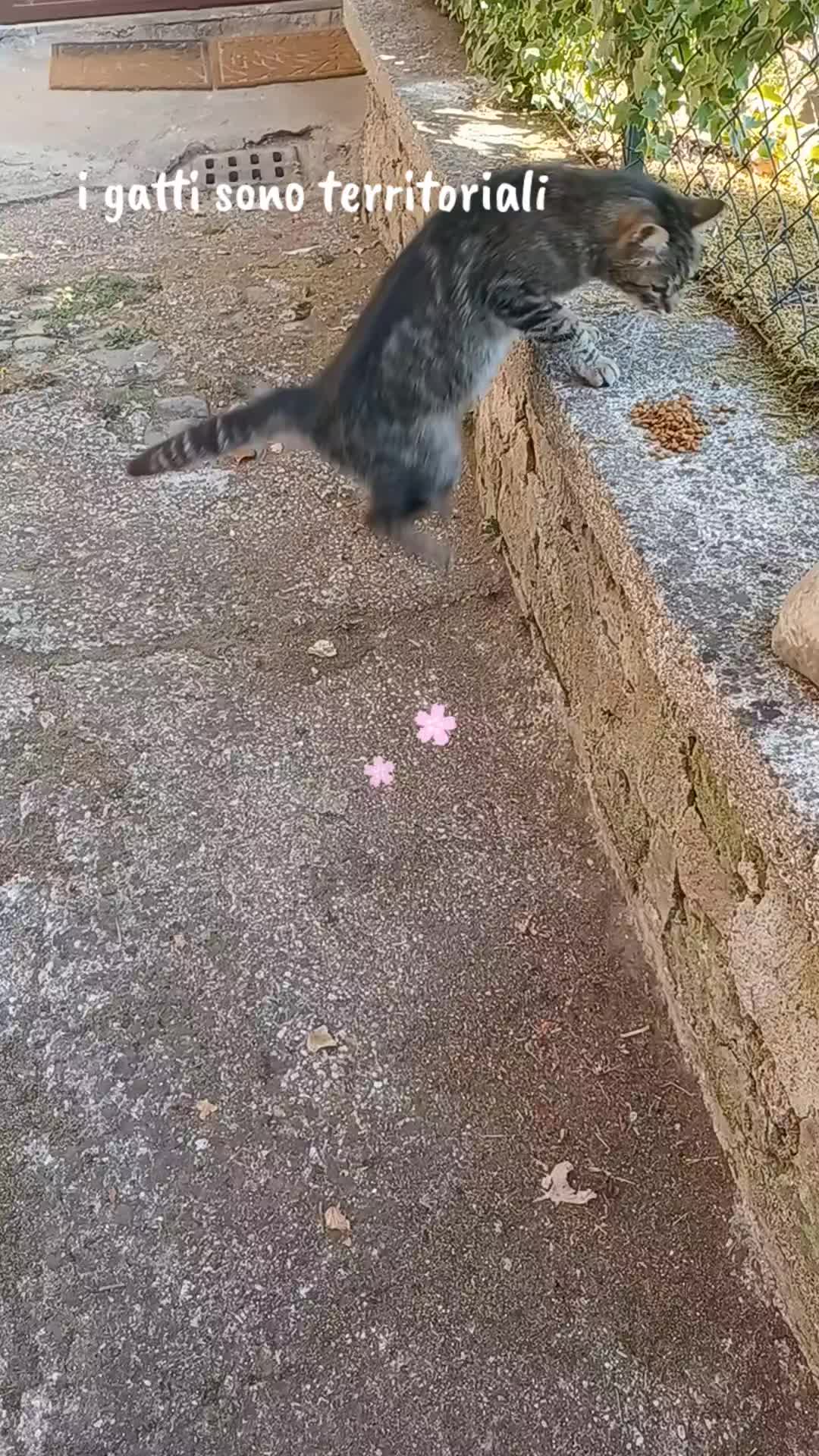 @amica dei gatti