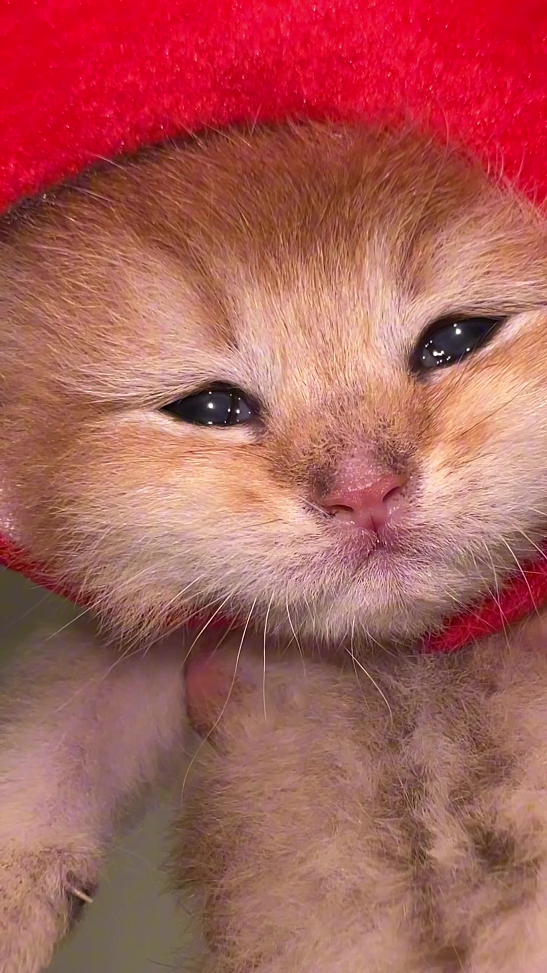 @Soothing Cats😻