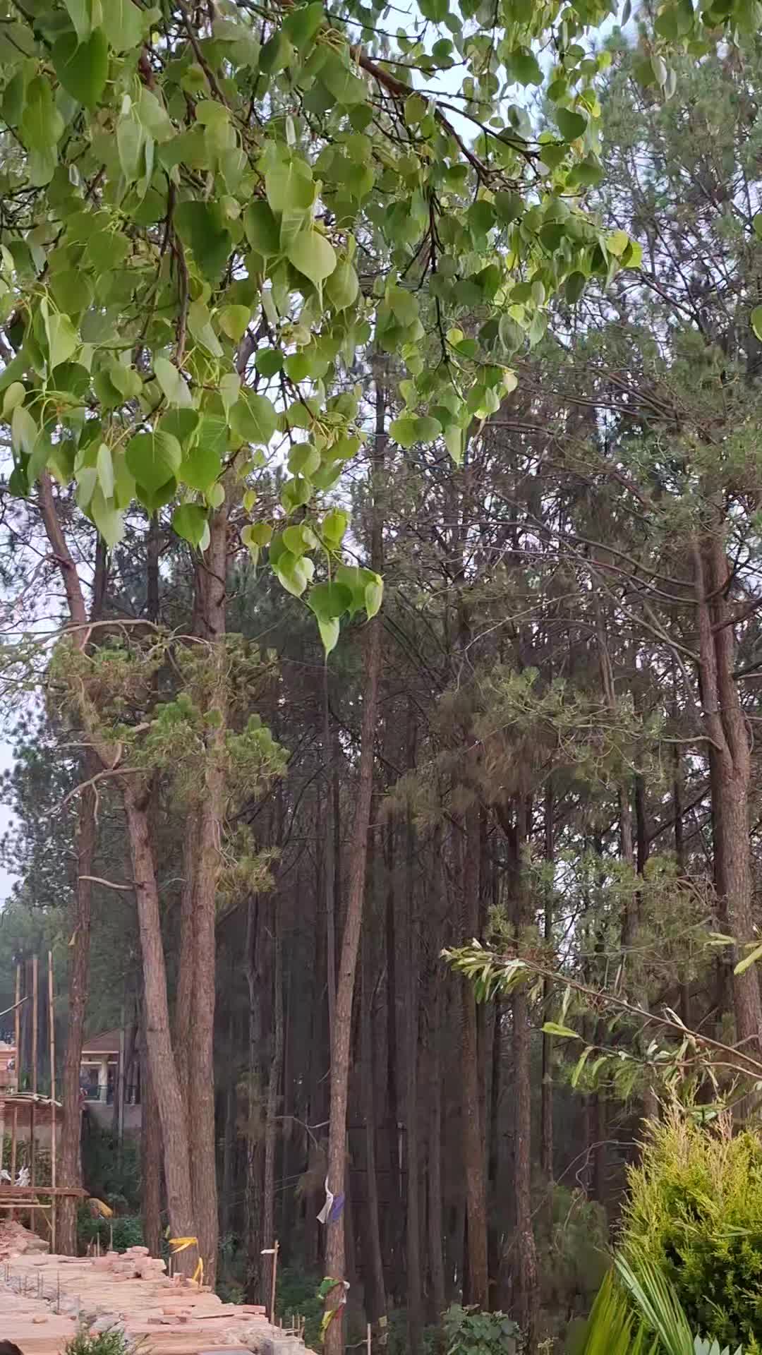 @Mukhya Gurung