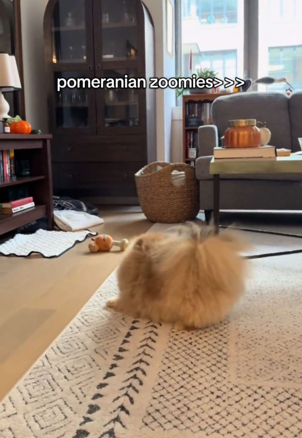@Keanu the Pomeranian