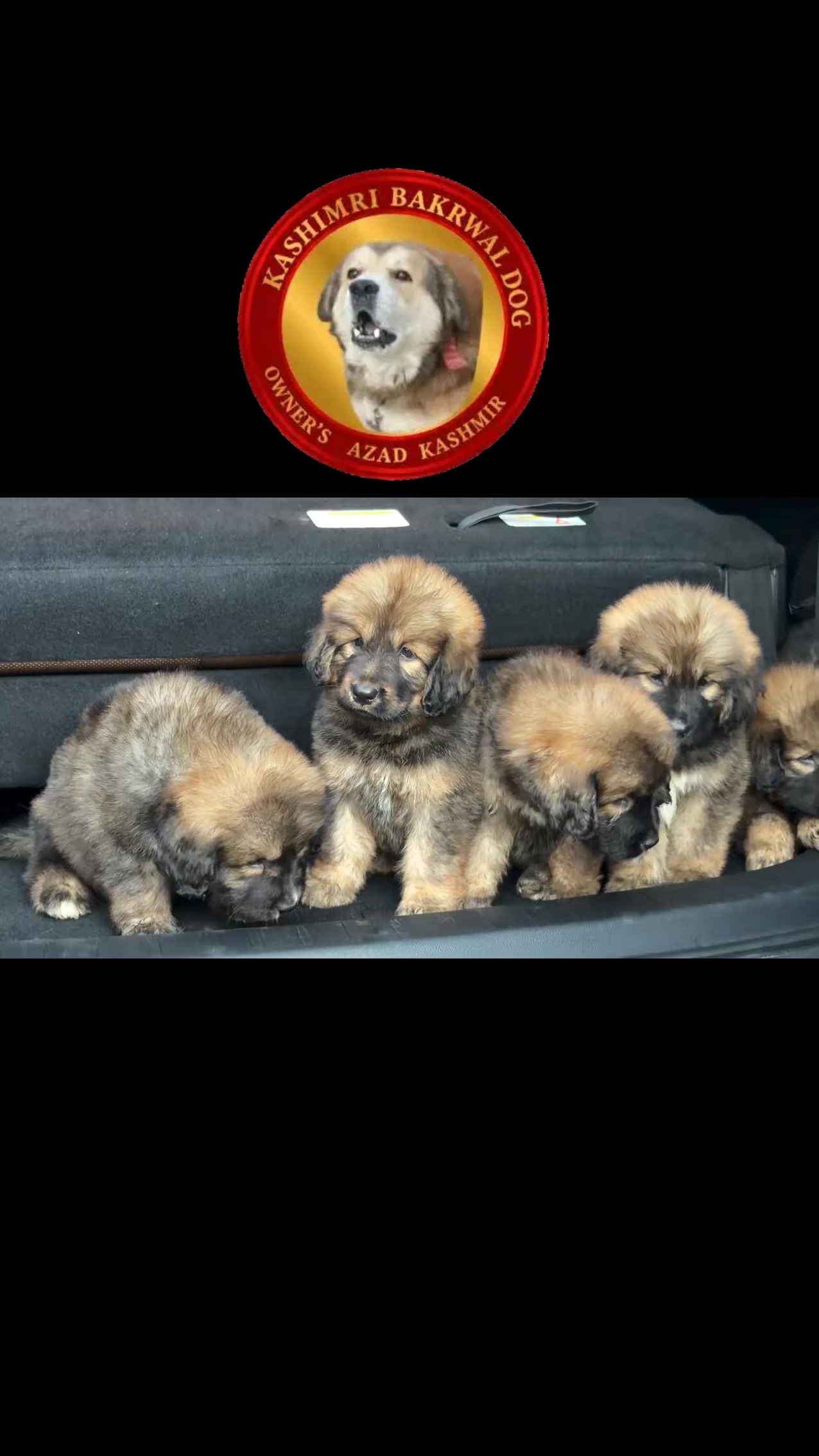 @Kashmiri_Bakrwal_Dog