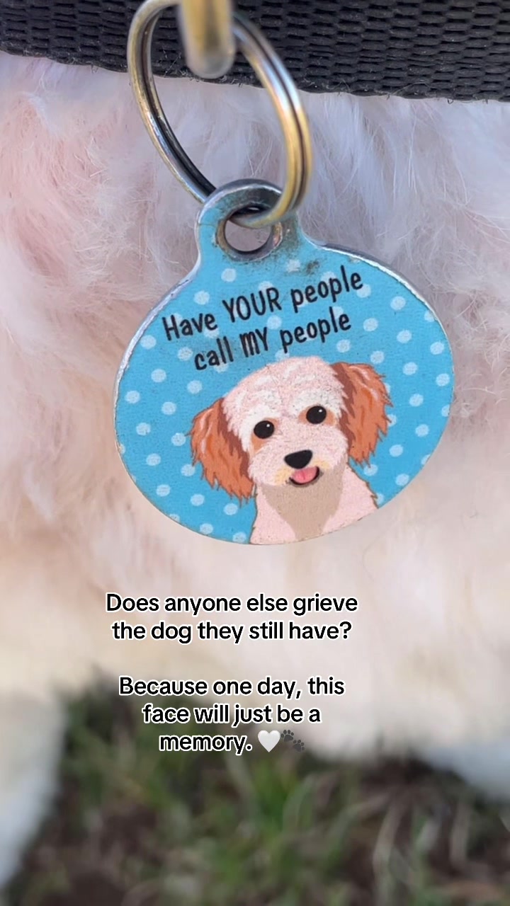 @My Cavachon