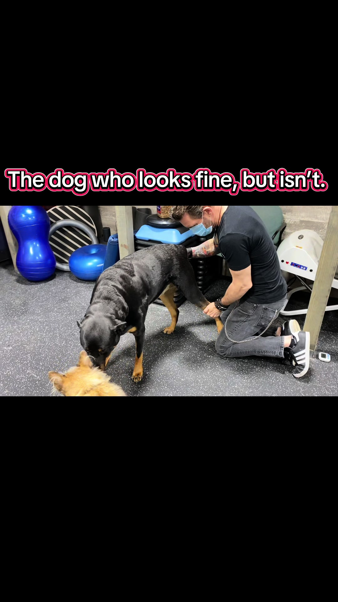 @ArfitDogRehabFitness