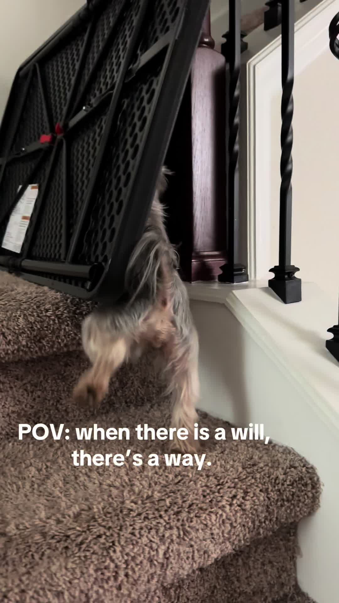 @Penny the Yorkie