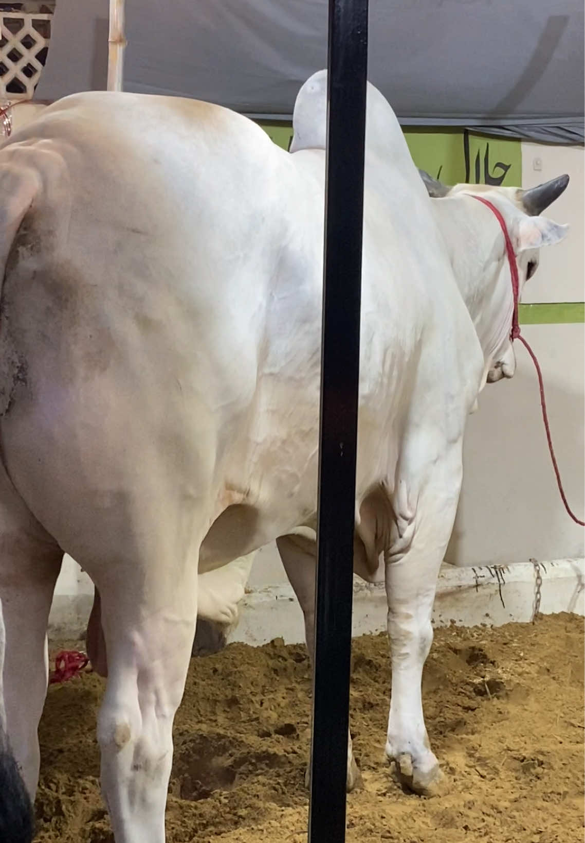 @Karachi Bull lovers