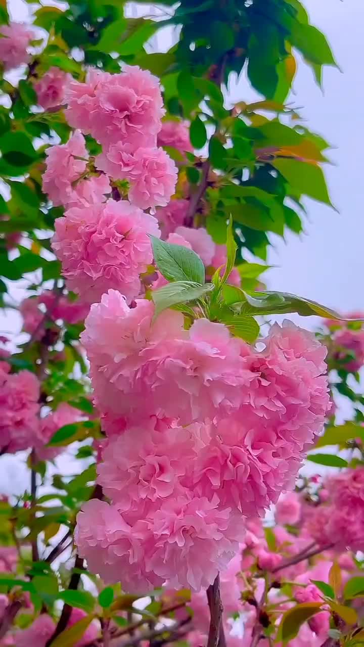 @ayhankavlak