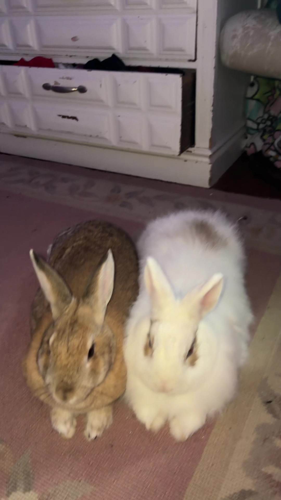 @BUNNY BUNNY ๐ฐ ๐
