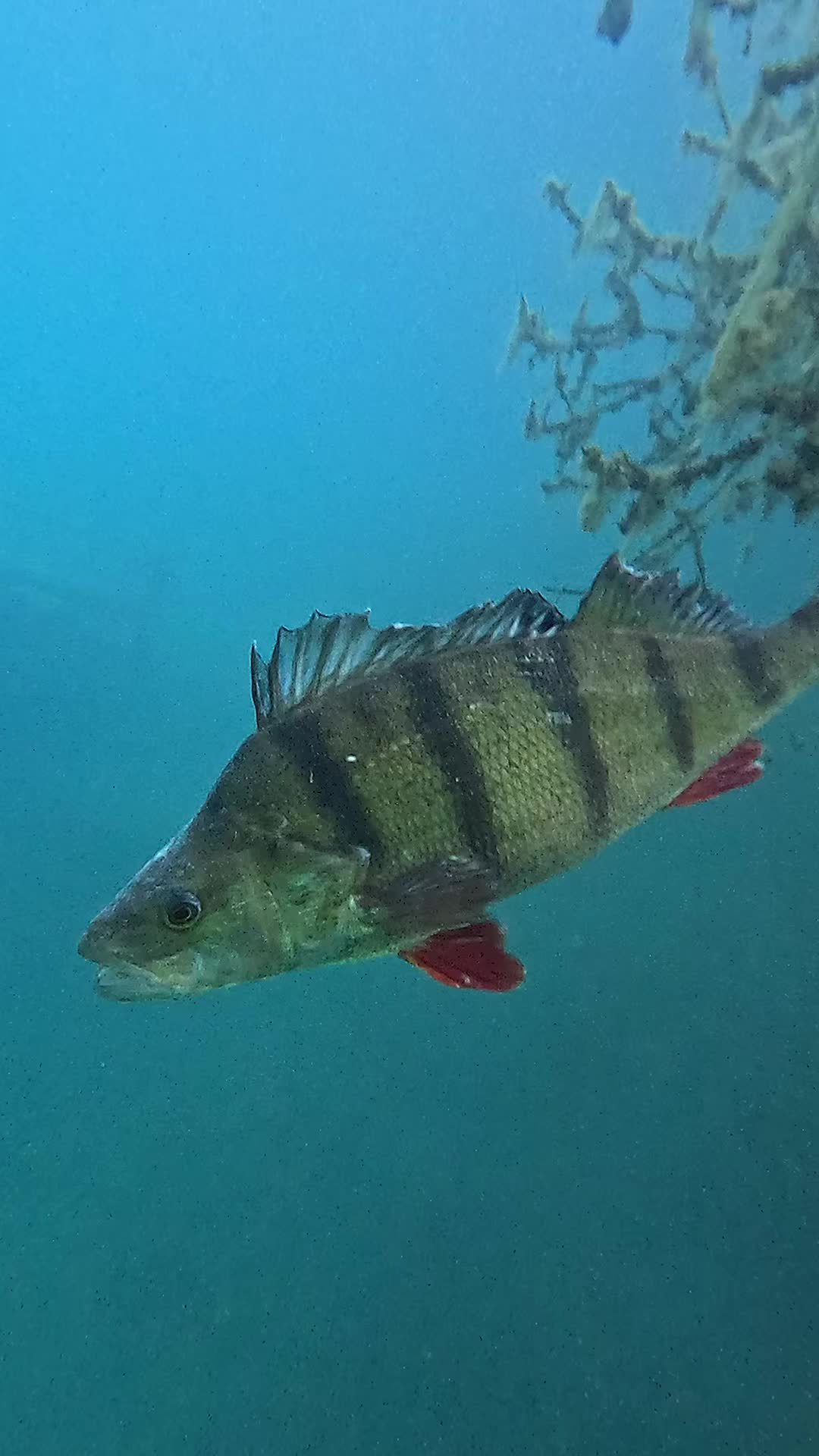@DIVE