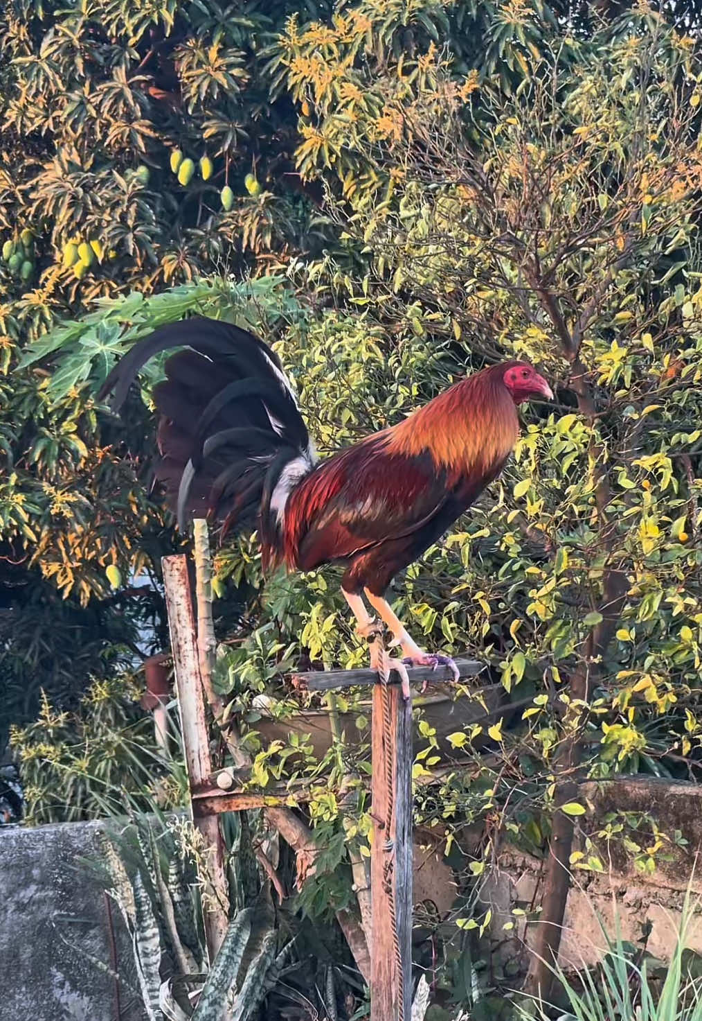 @K&C Farm