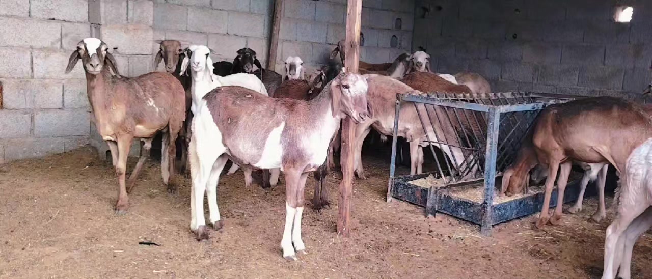 @الزمن الجميل