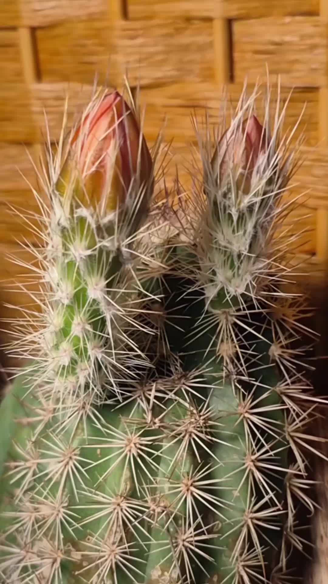 @Cactusjerk