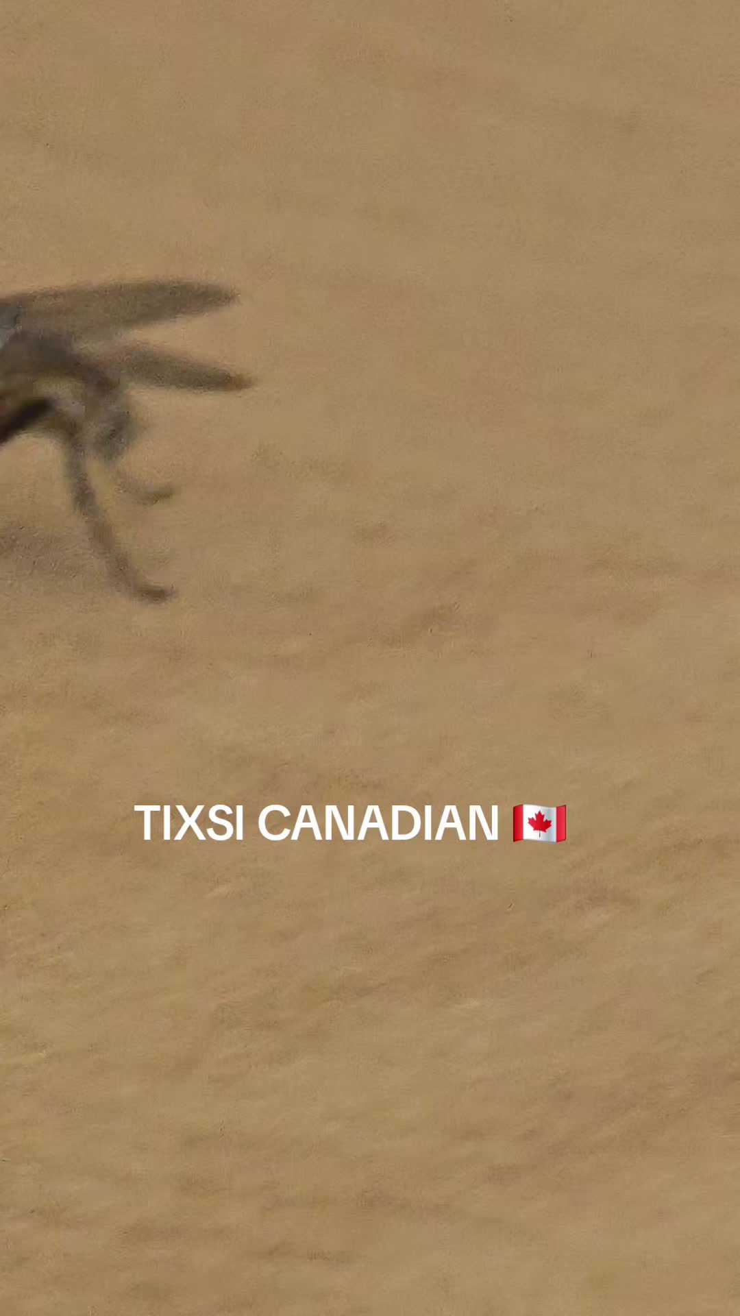 @Shockar Ali