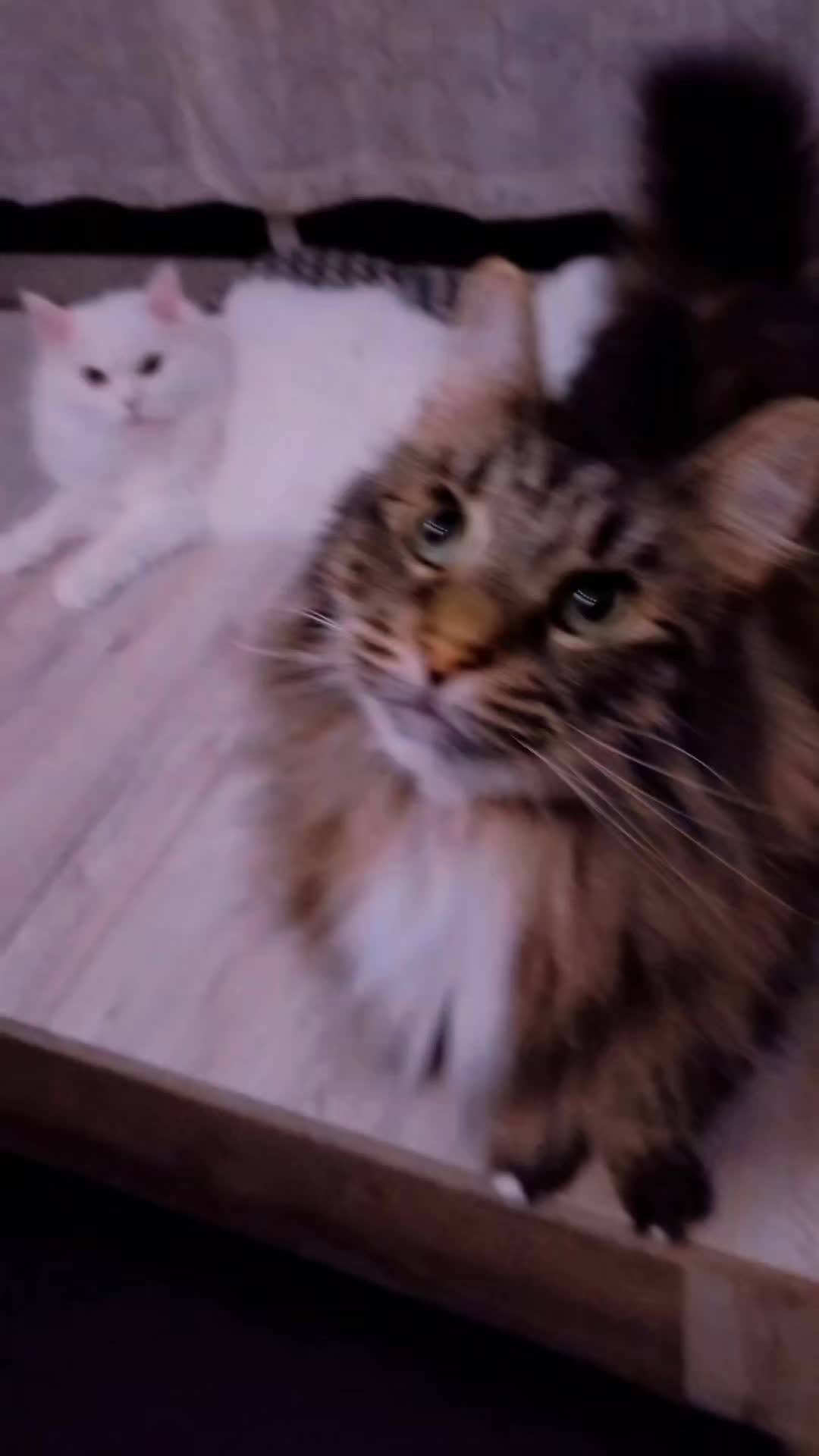 @Lucky Cats