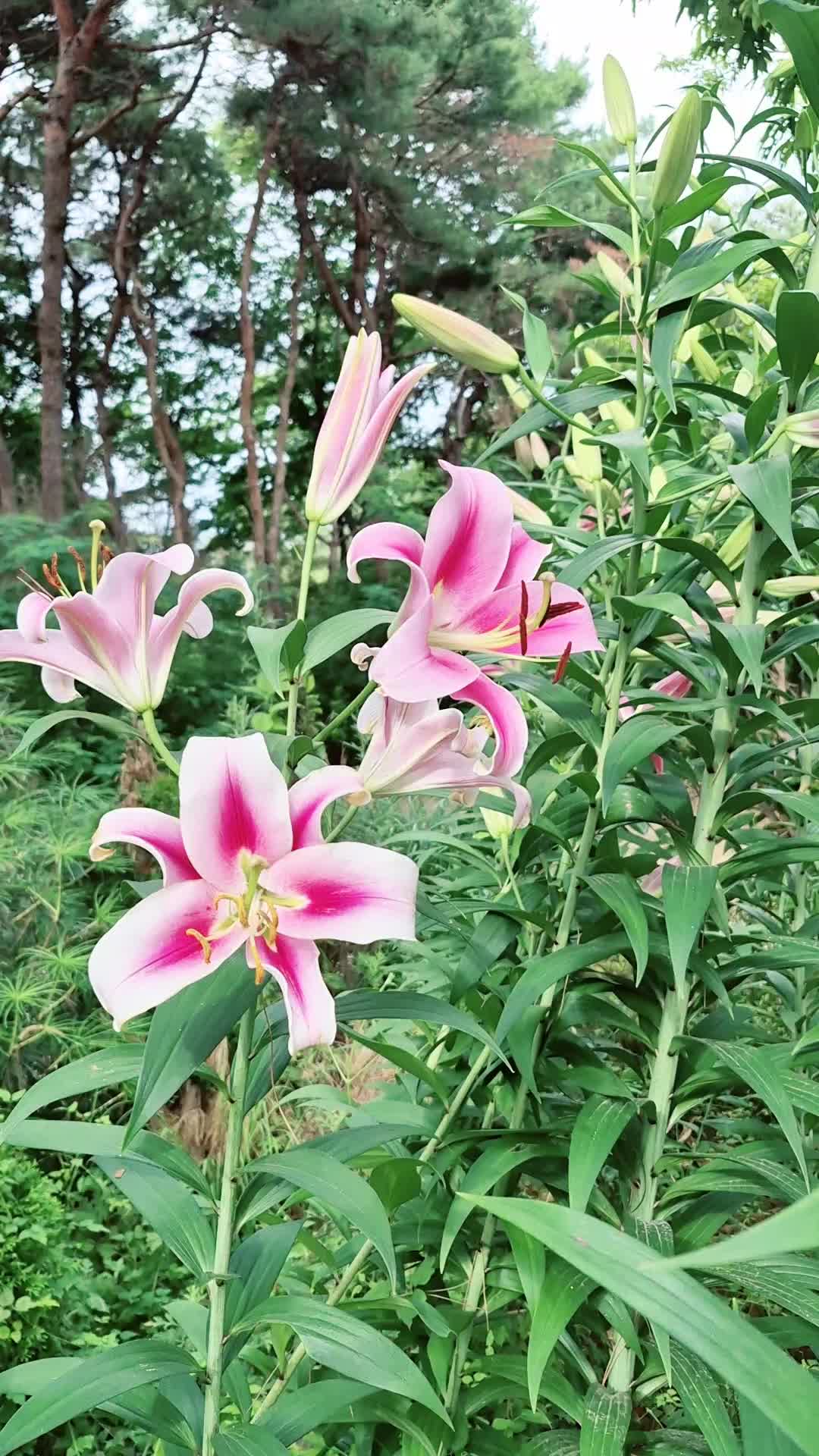 @캔디