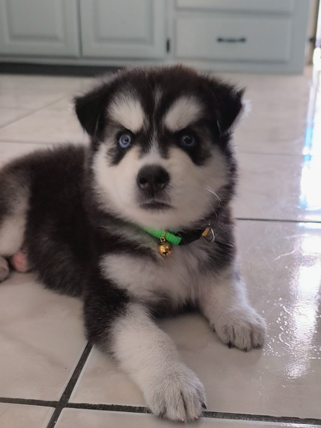 @cythehusky
