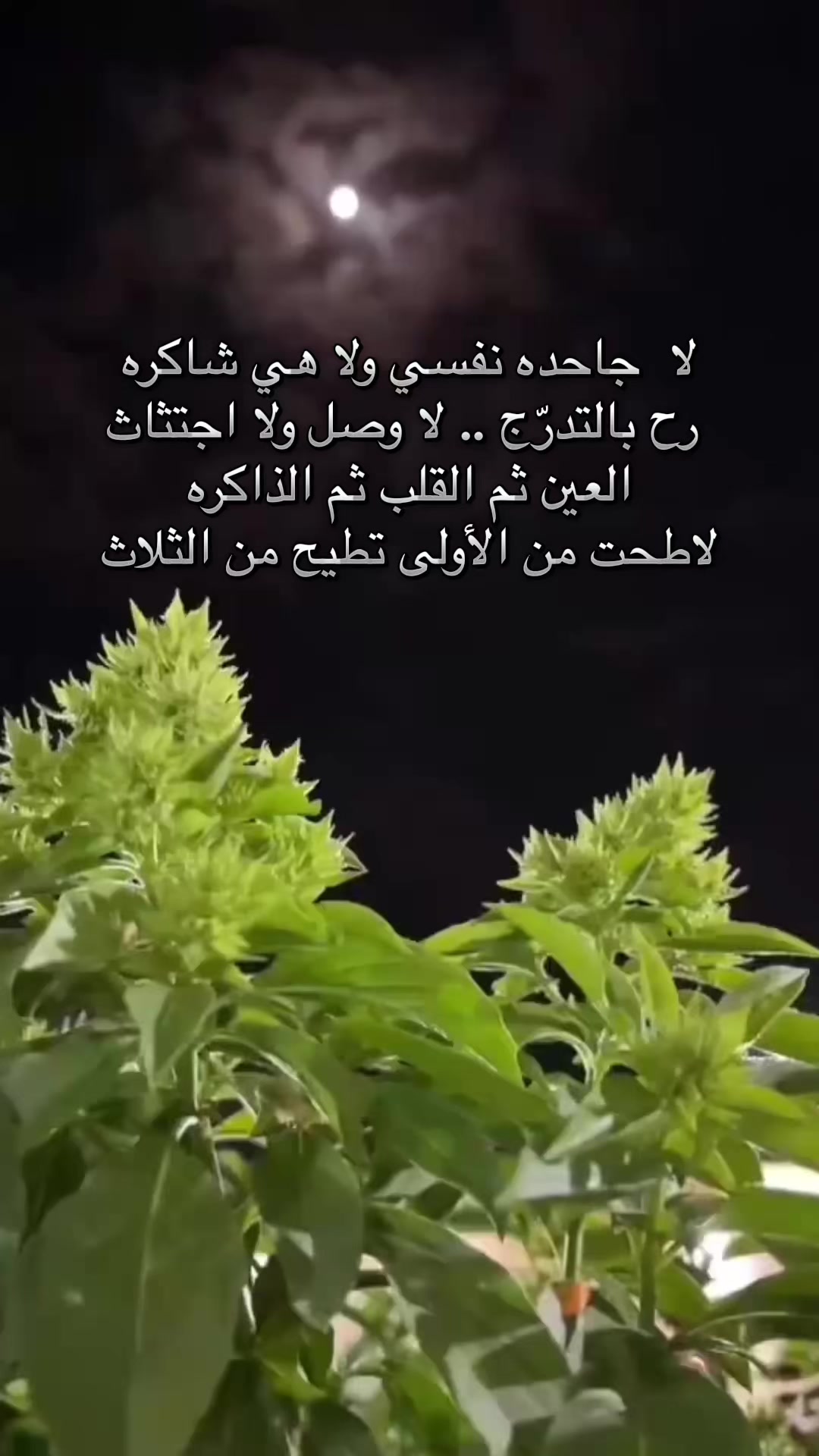 @AL nawawi 🦅