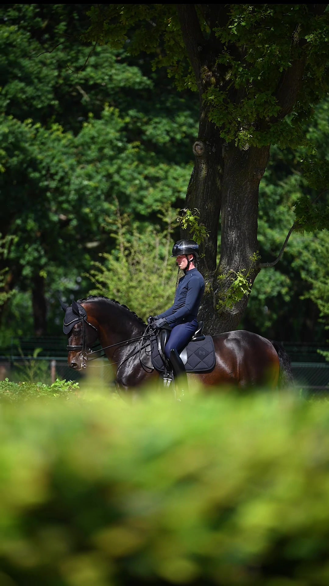 @Maximilian Equestrian