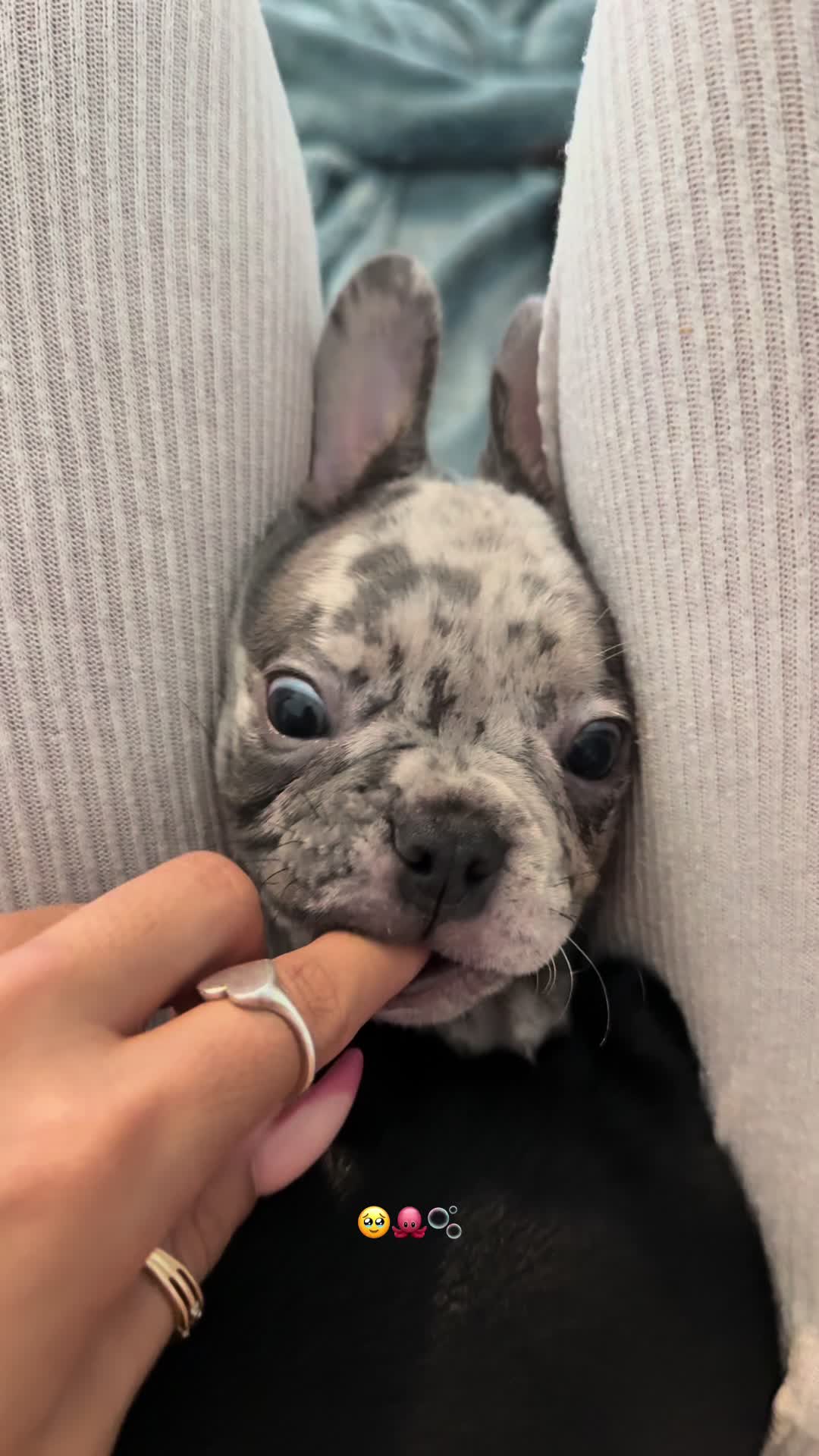 @frenchiesofvegas