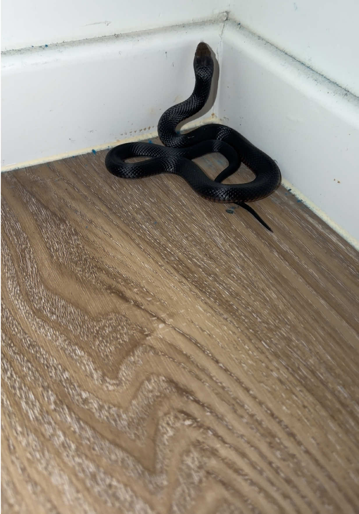 @Snake Catcher Dan