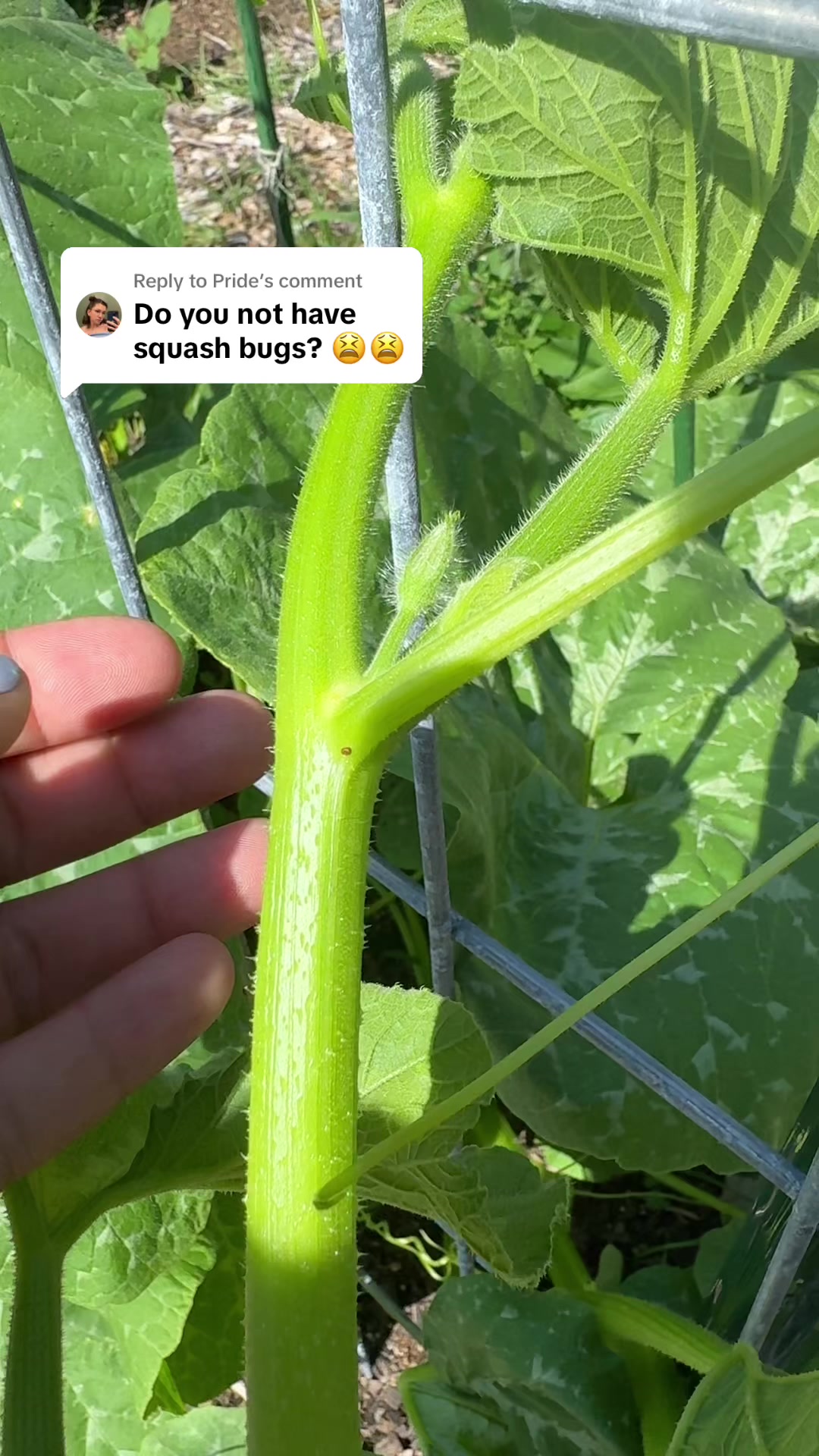 @Manica | zone 6a gardener