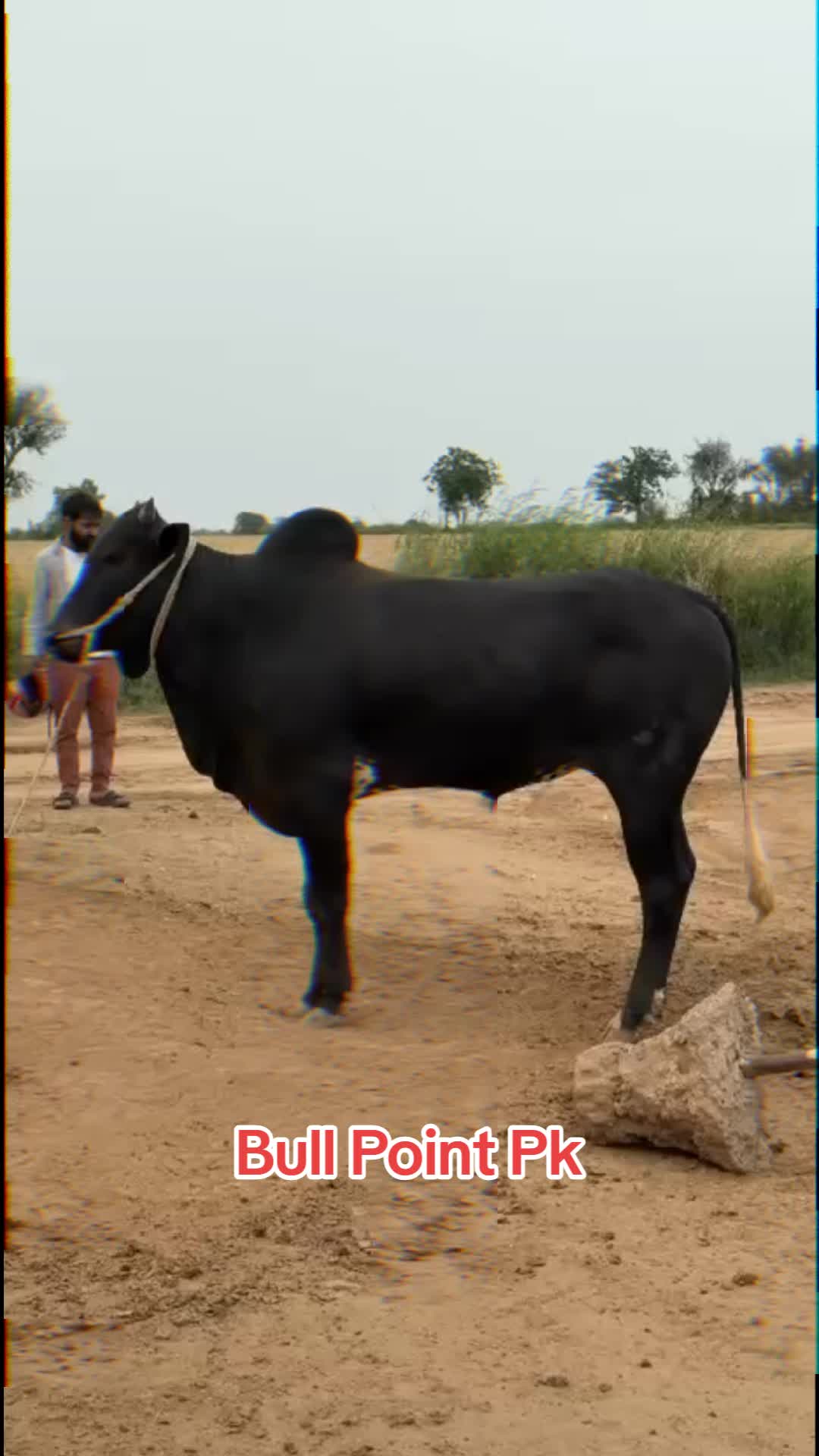 @Bullpointpk_official