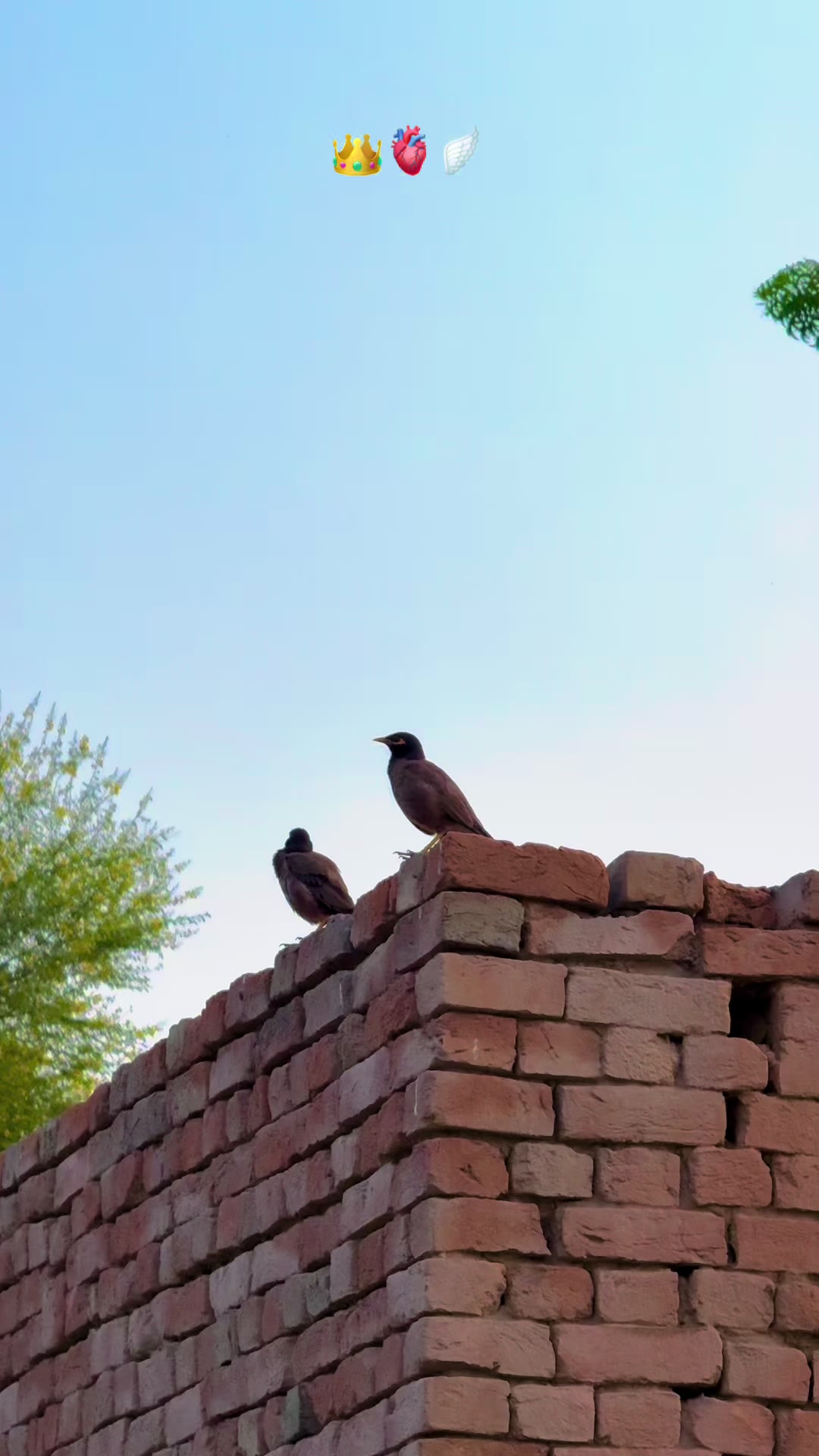 @پنجابی کلچر 🌾🍂