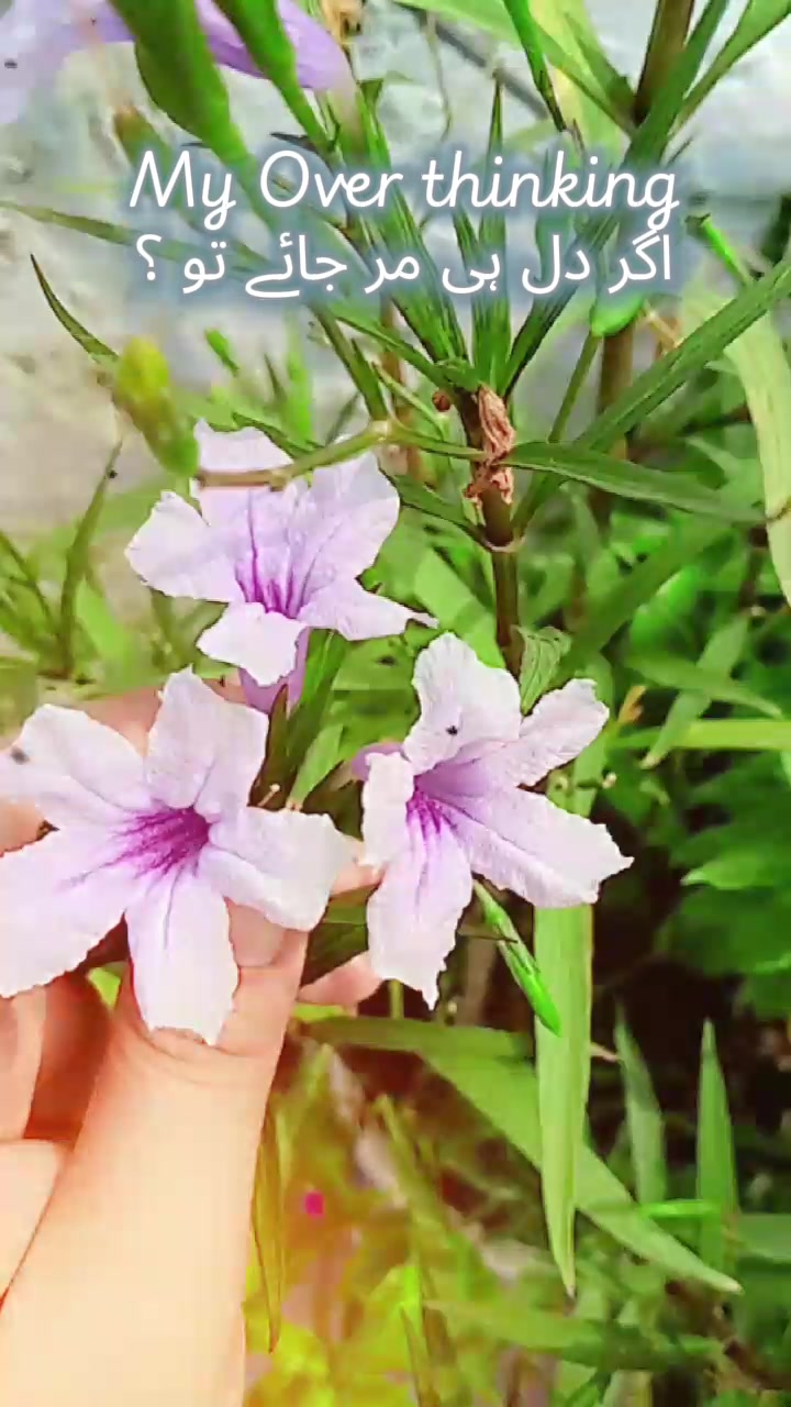 @🌼ѕαяαн 𝑅︎𝑎︎𝑛︎𝑖︎𝑖︎🌼