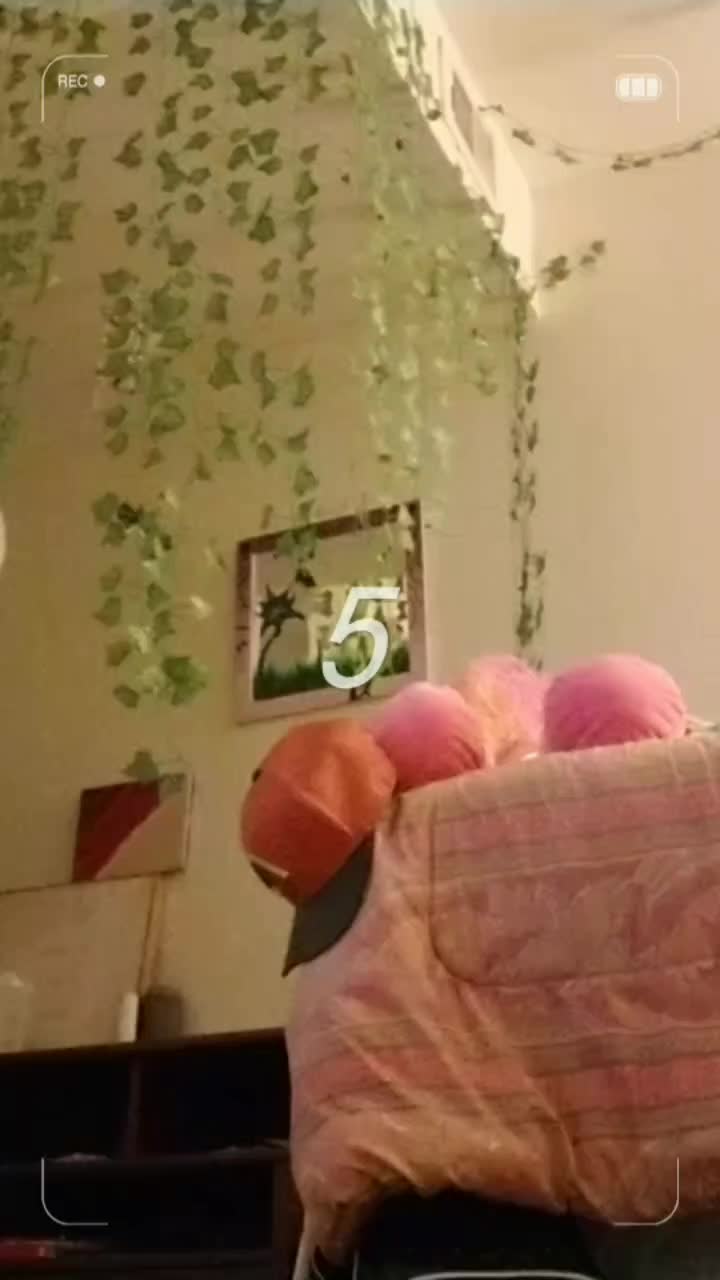 @CottonCandyFur