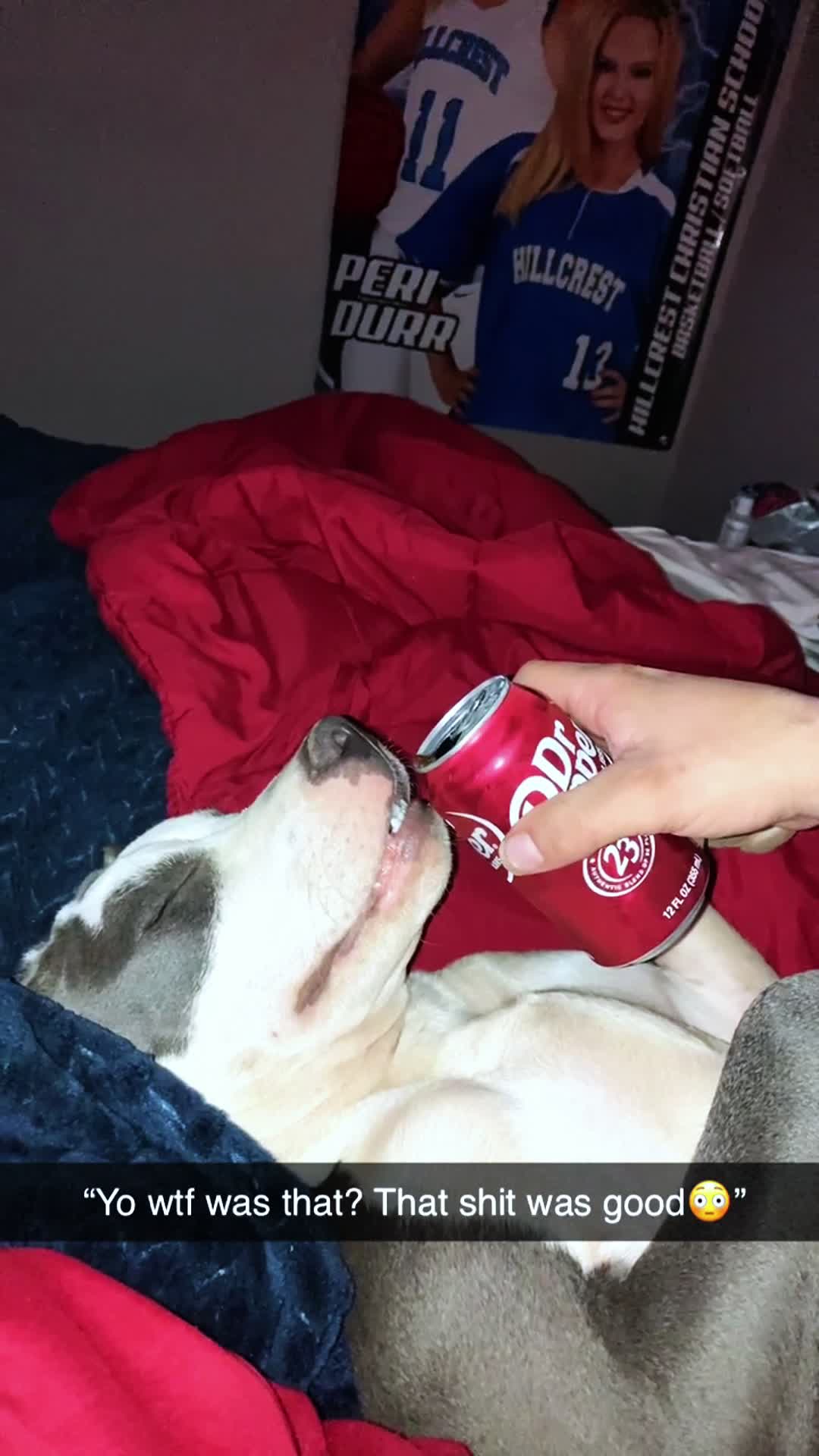 @pet_fnnytimes666