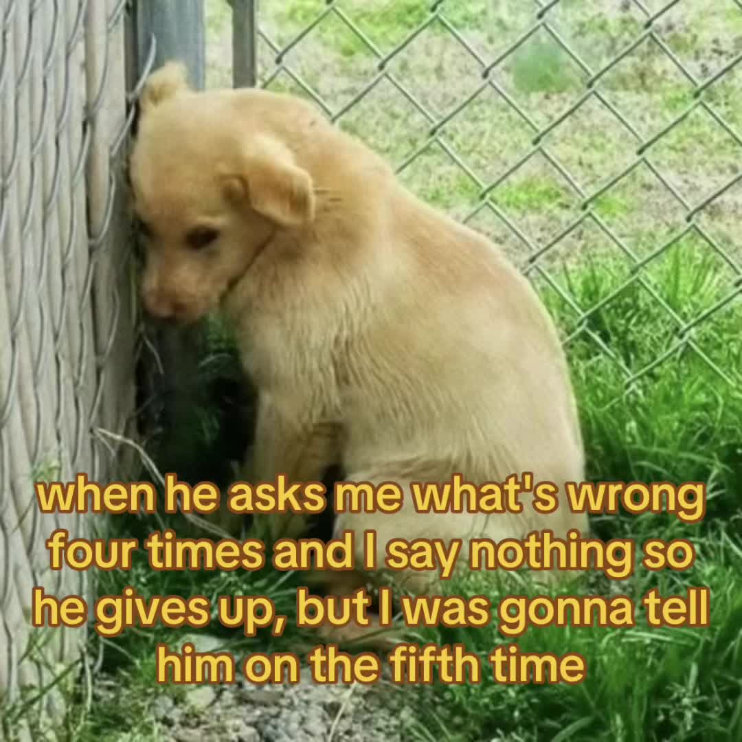 @The Bark Archive