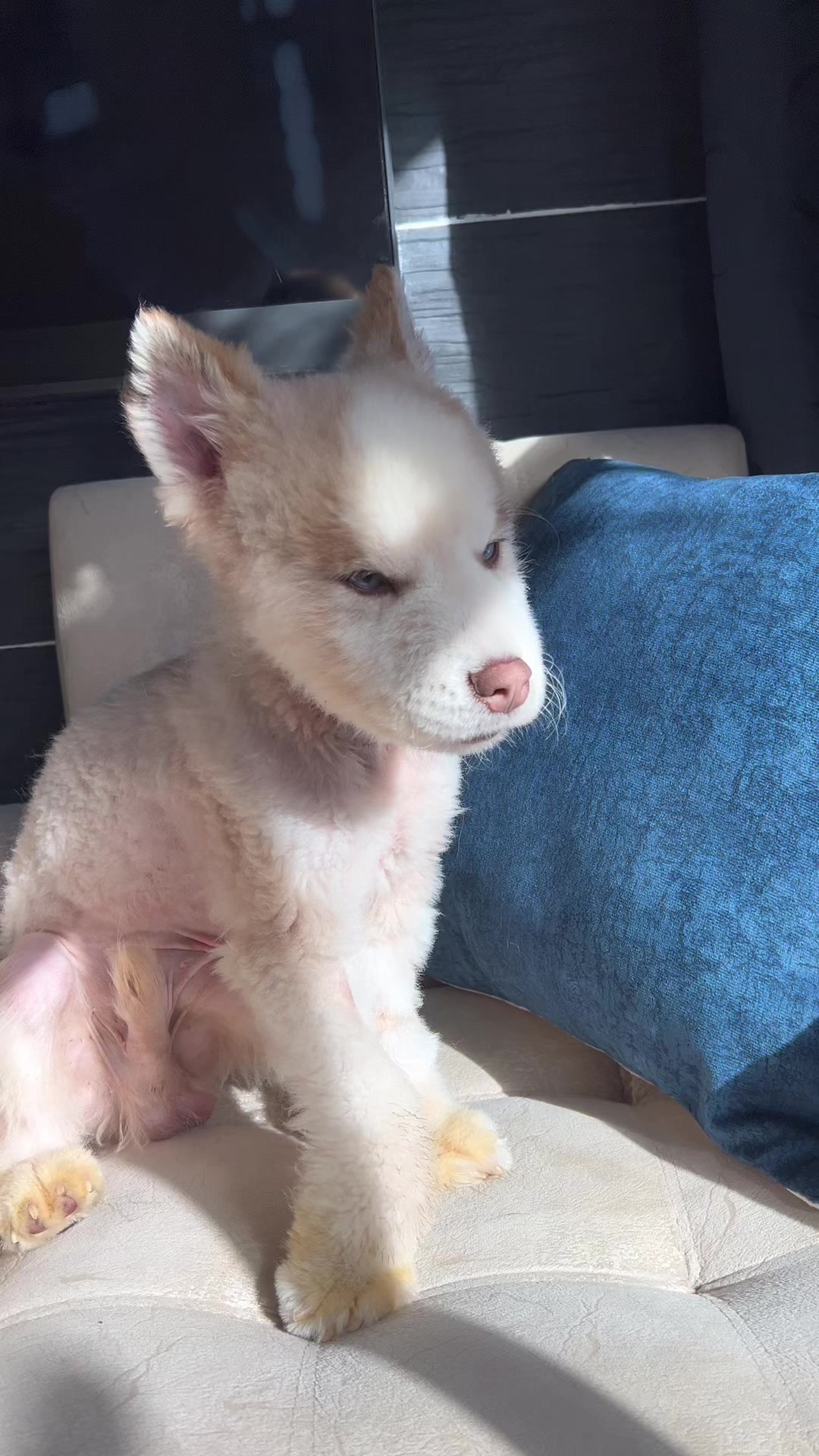 @🐺MiFamiliadehuskies🐾