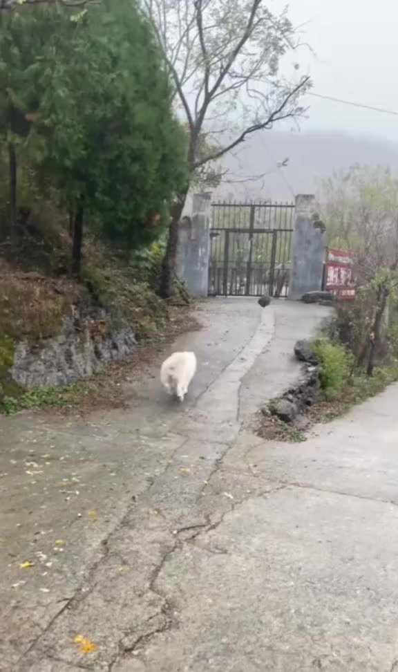 @平凡無奇