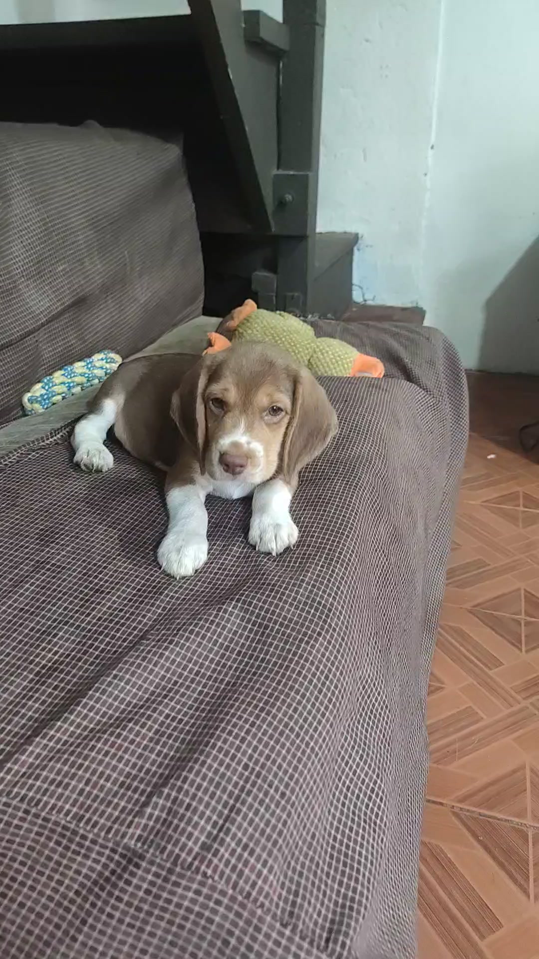 @Pawborito