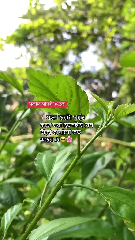 @সাদা বিলাই
