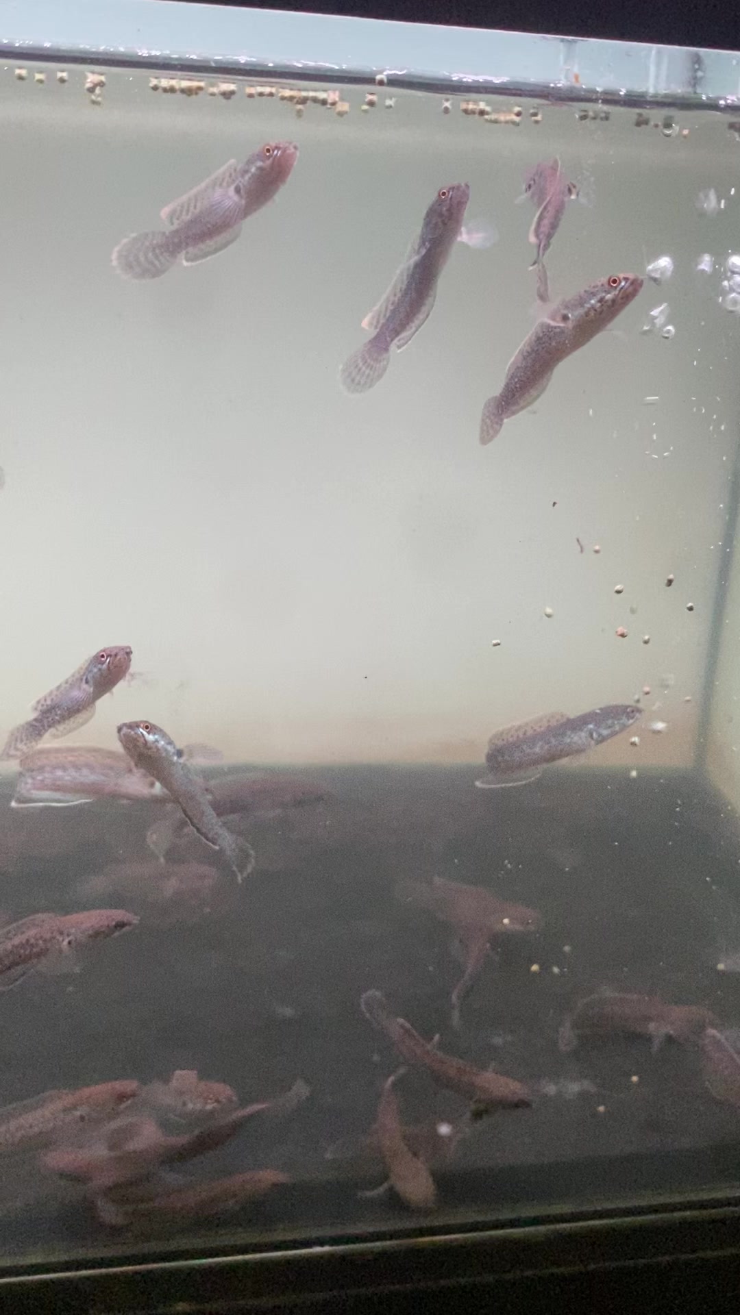 @RAP_Fish