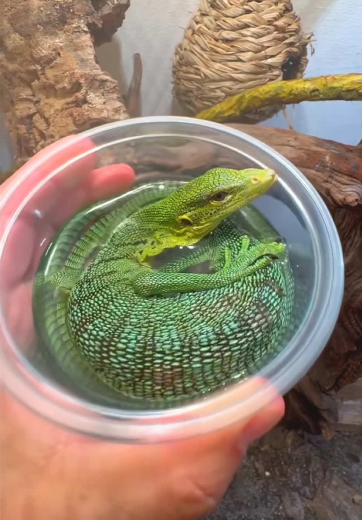 @Tommys_reptiles