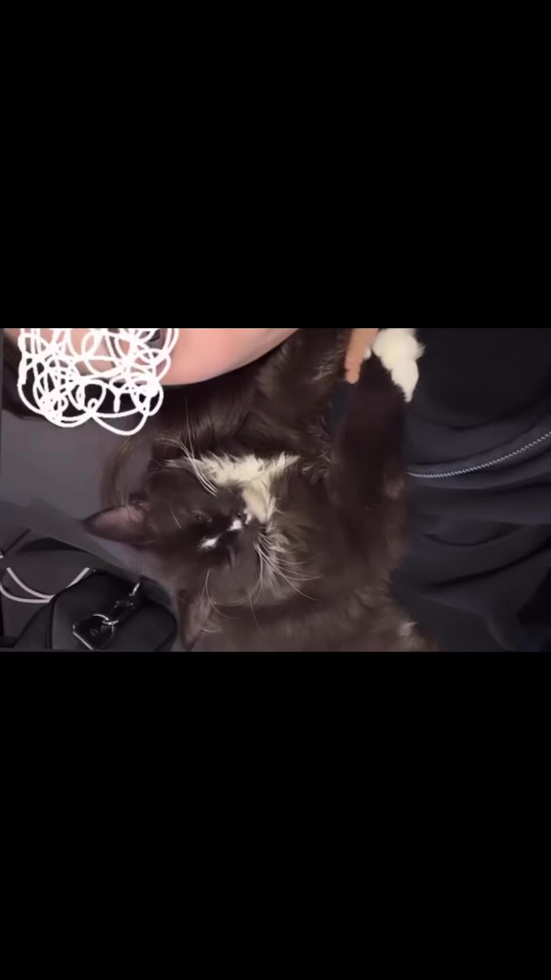 @Chiruru🐈🐈&zwj;⬛