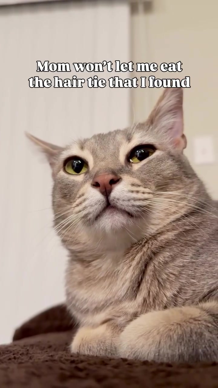 @Pepper the Rescue Cat 🐈⬛