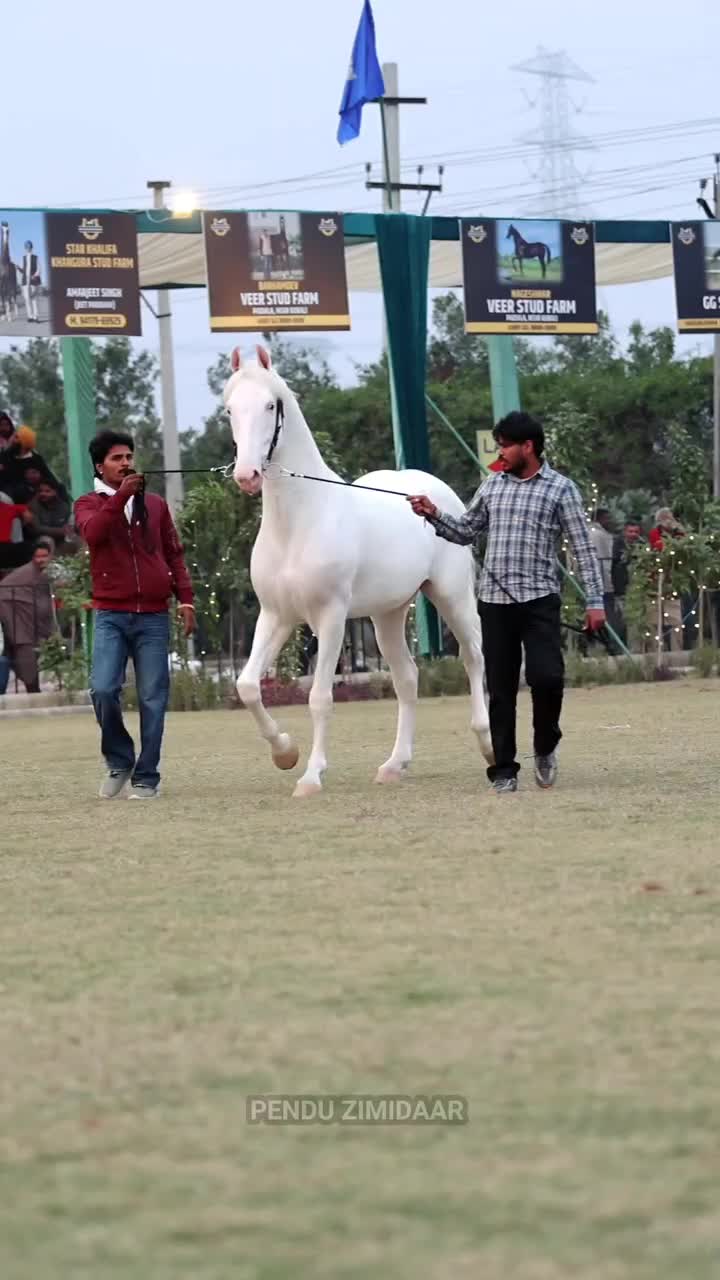 @شوق۔ پنجاب دا🐴🐴