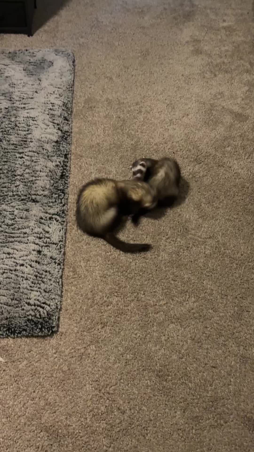 @oliverandstellaferrets