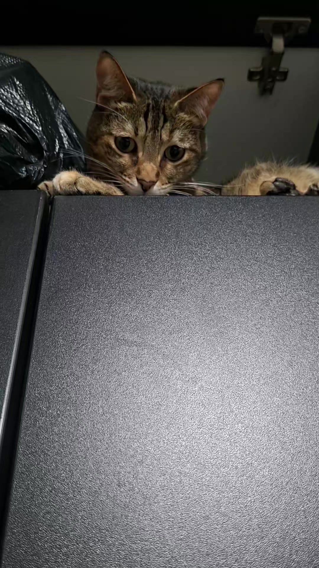 @KAI 🐈 Y LUA🐈⬛