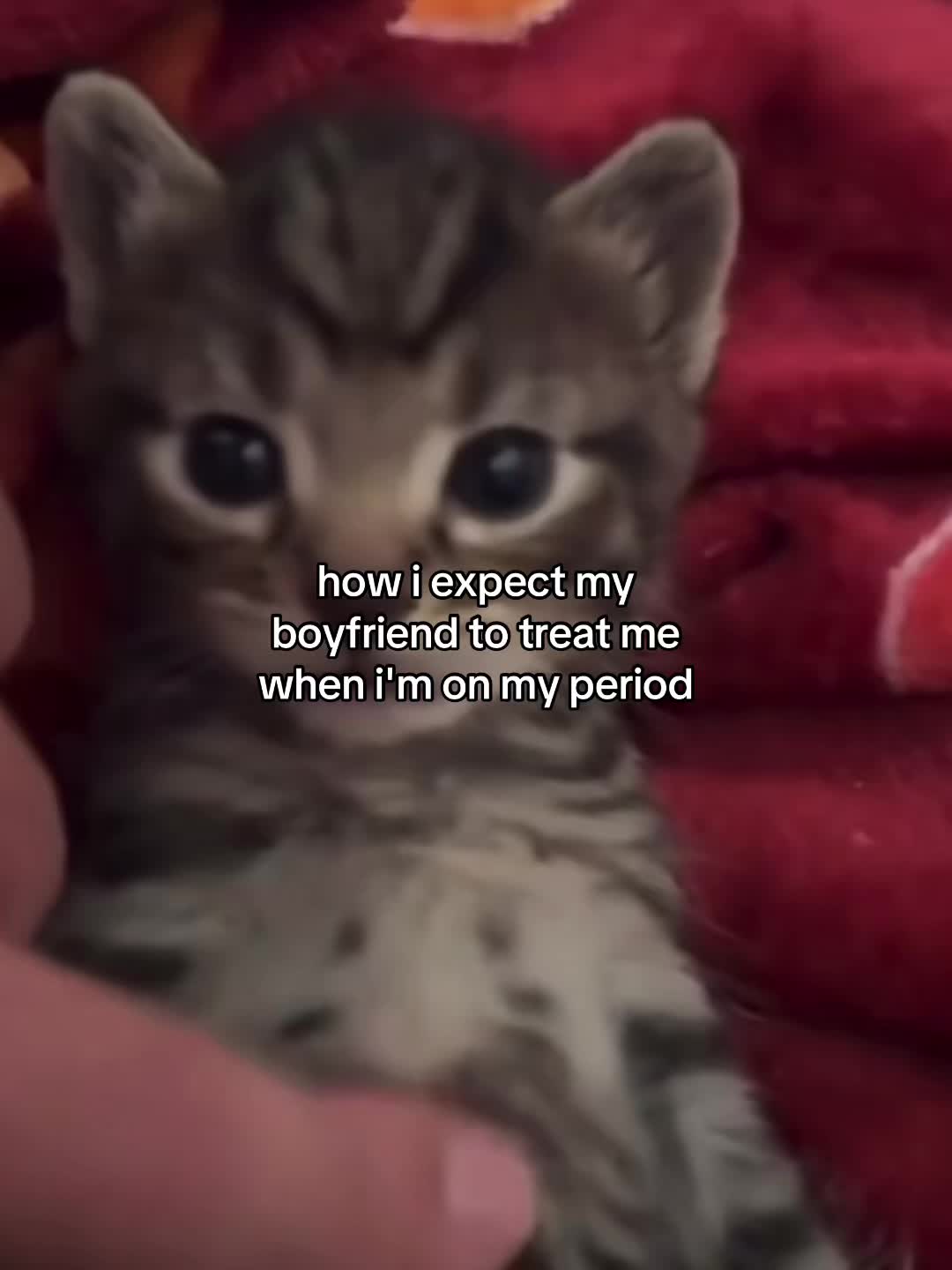 @Alice.cattok