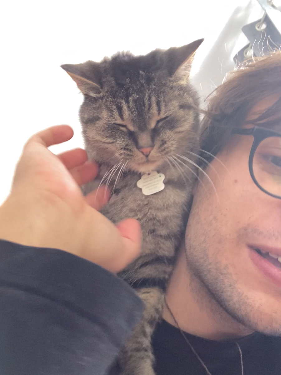 @Bellarda the cat