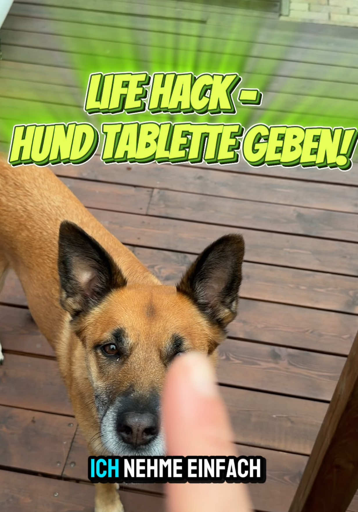 @INSAbenteuerHund