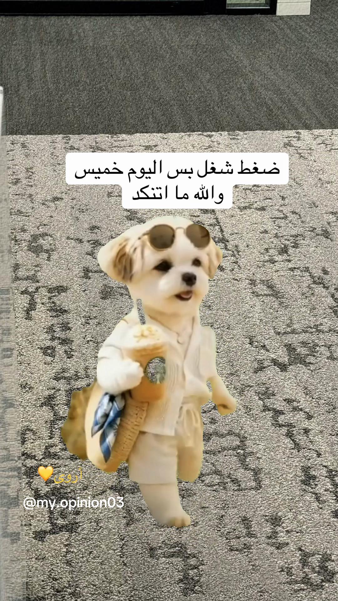 @أروى💛| my.opinion03@