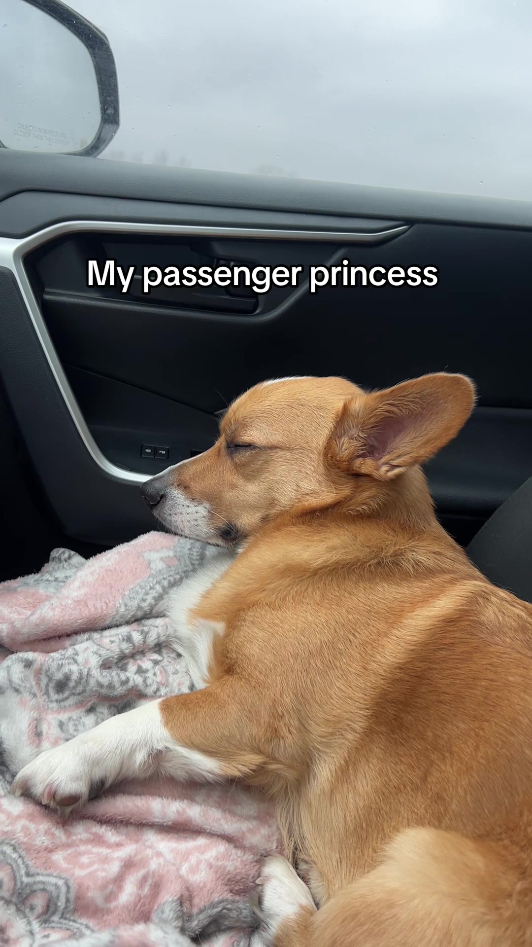 @Cosmo The Cute Corgi