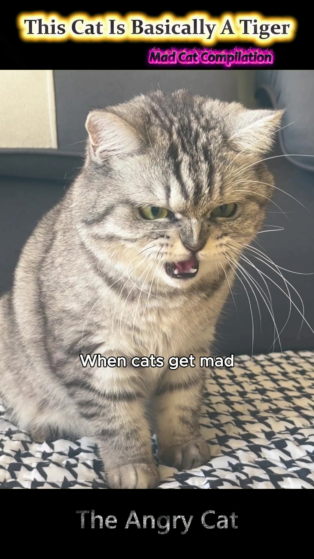 @pet.funny799