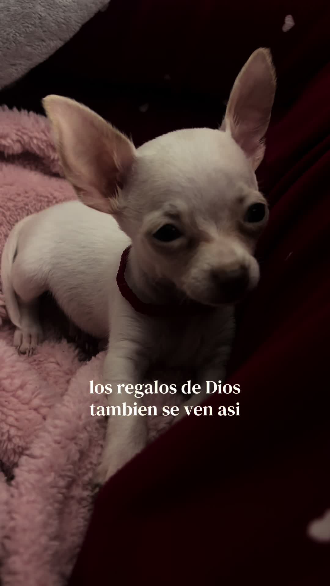 @Elizabeth Trujillo 🎀