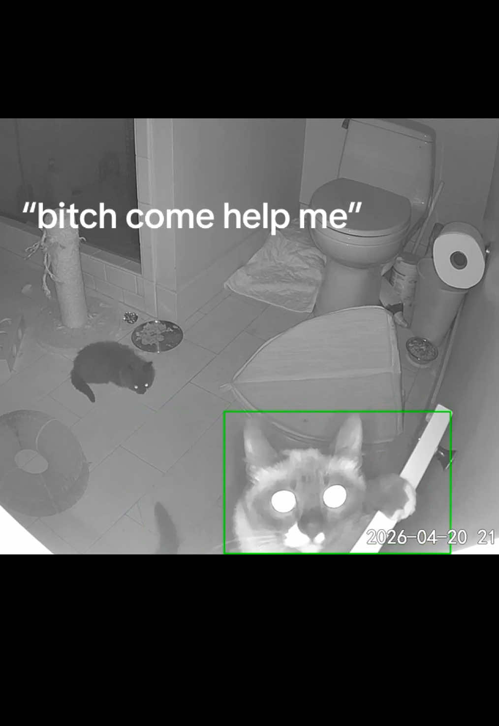 @tiana fosters cats