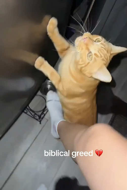@Scare.funny.pets